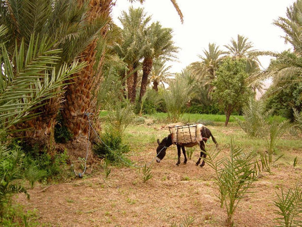 Kasbah Itrane Bed & Breakfast Tamnougalt Eksteriør bilde